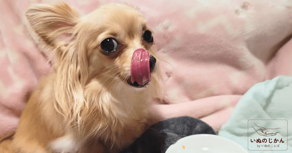 いぬのじかん byいぬのことば
