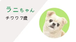 ラニちゃん チワワ7歳
