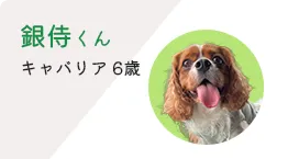 銀侍くん キャバリア6歳