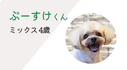 ぷーすけくん ミックス4歳